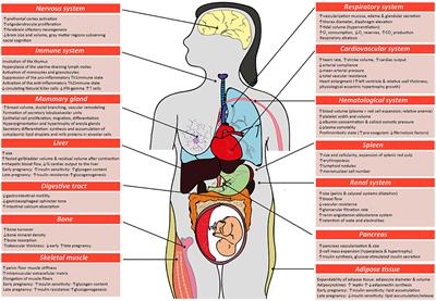 The Role of Placental Hormones in Mediating Maternal Adaptations to Support Pregnancy and Lactation